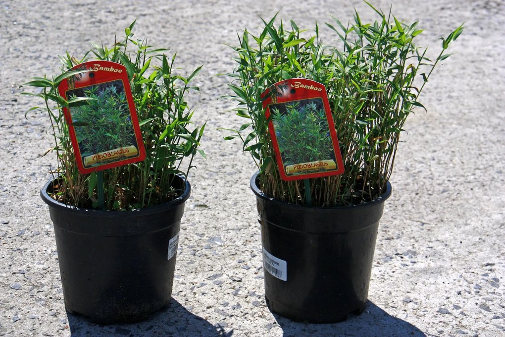 Pleioblastus pygmaeus - pot 2L