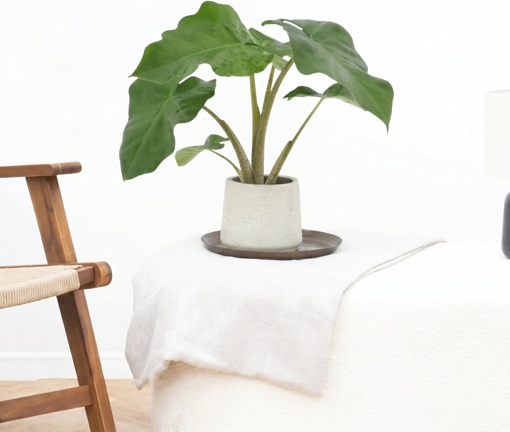 Alocasia Low Rider - 40cm