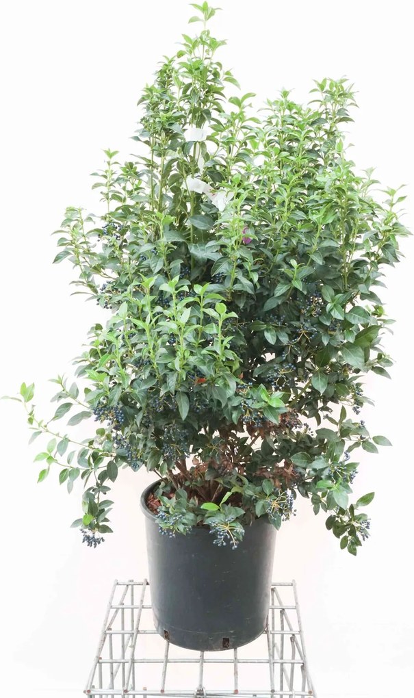 Viburnum tinus 'Eve Price' - pot 18L - 80-100 cm