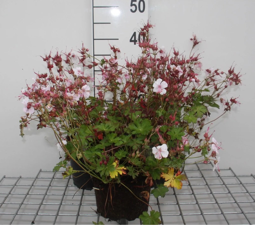 Geranium x cantabrigiense 'Biokovo' - pot 2L