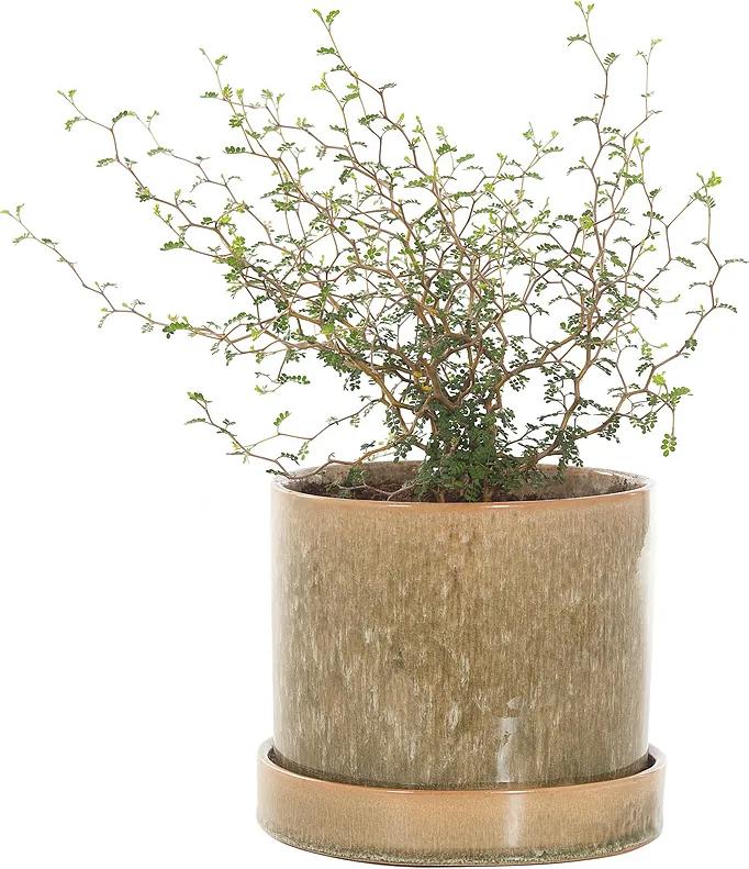Honingboom (Sophora 'Little Baby') incl. 'Green moss' pot