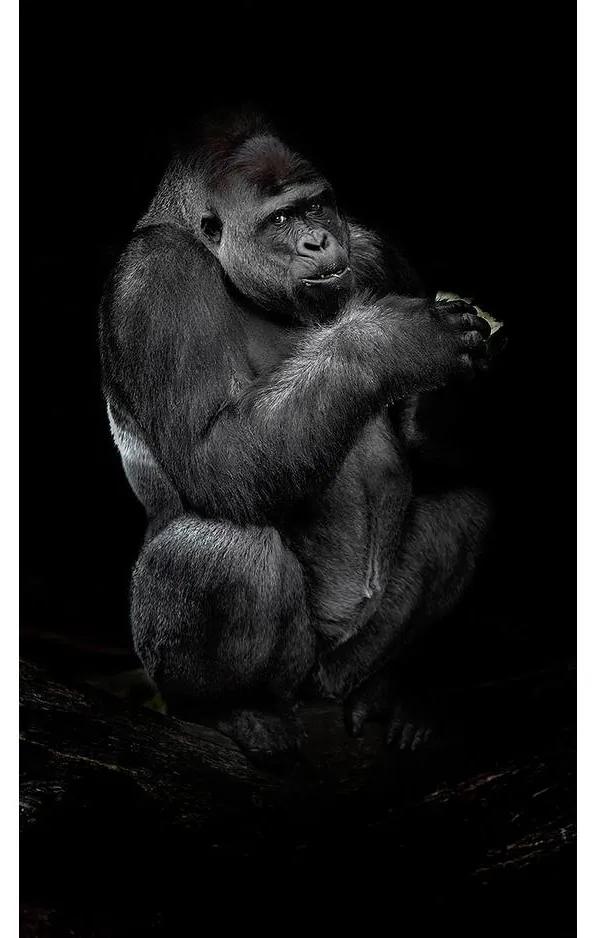 Goossens Schilderij Tarongoo Zoo Gorilla, 70 x 118  cm