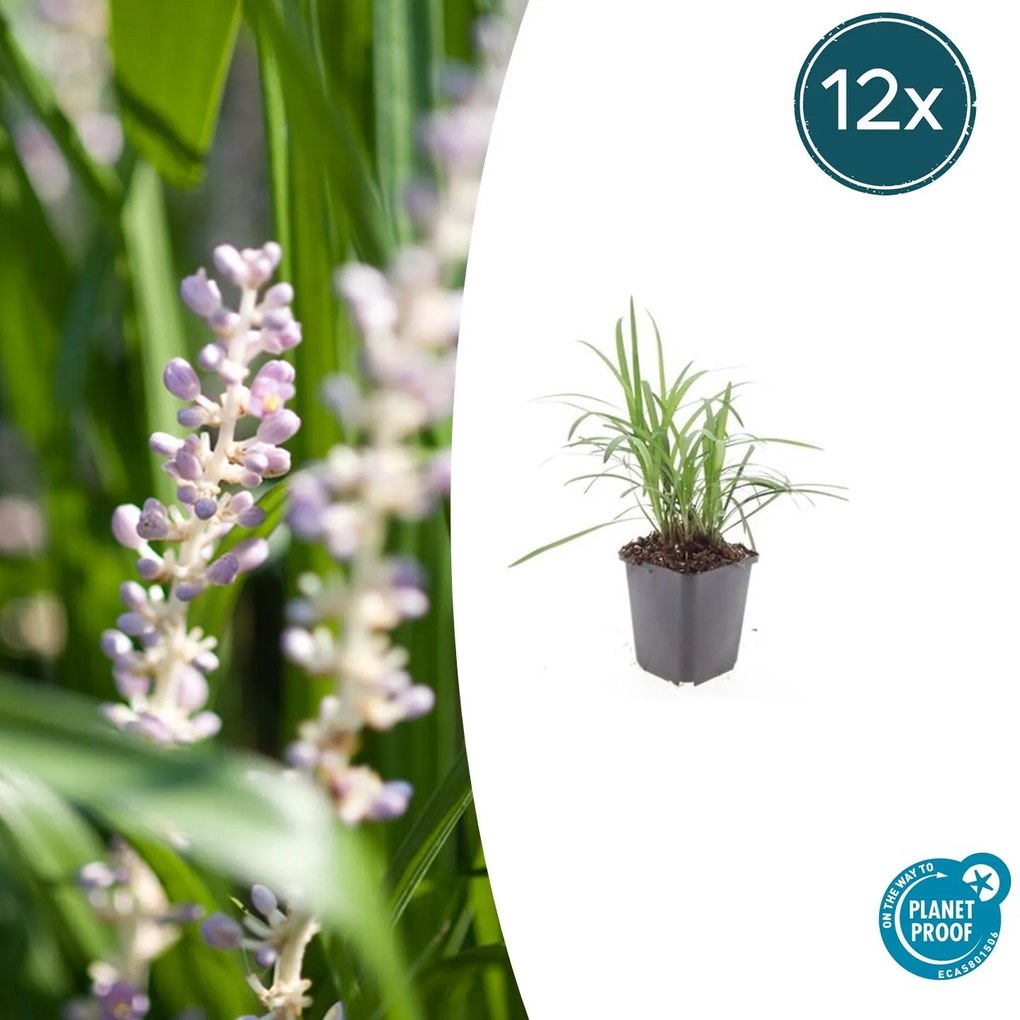 Liriope Muscari 'Moneymaker' - 20cm