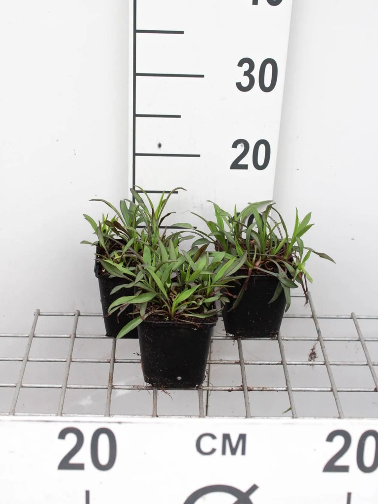Aster novi-belgii 'Patricia Ballard' - pot 9x9 cm