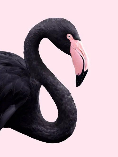 Black Flamingo - L - 120 x 160 cm