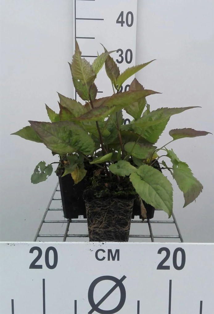 Aster divaricatus - pot 9x9 cm -