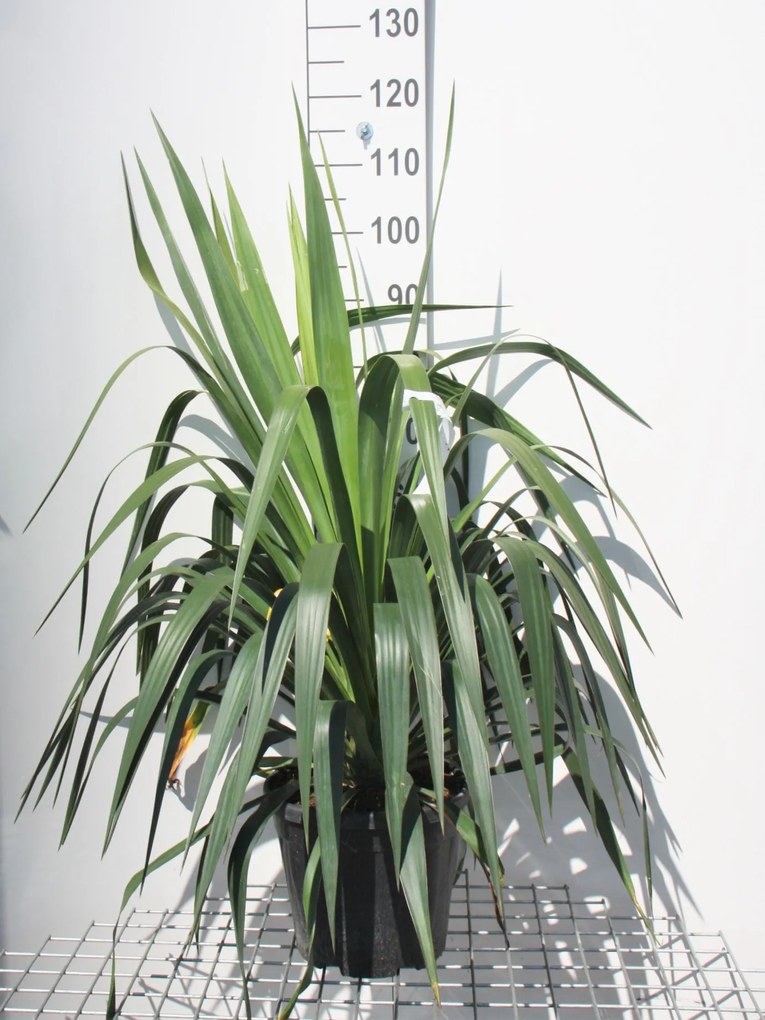 Yucca gloriosa - pot 10L - 50-60 cm