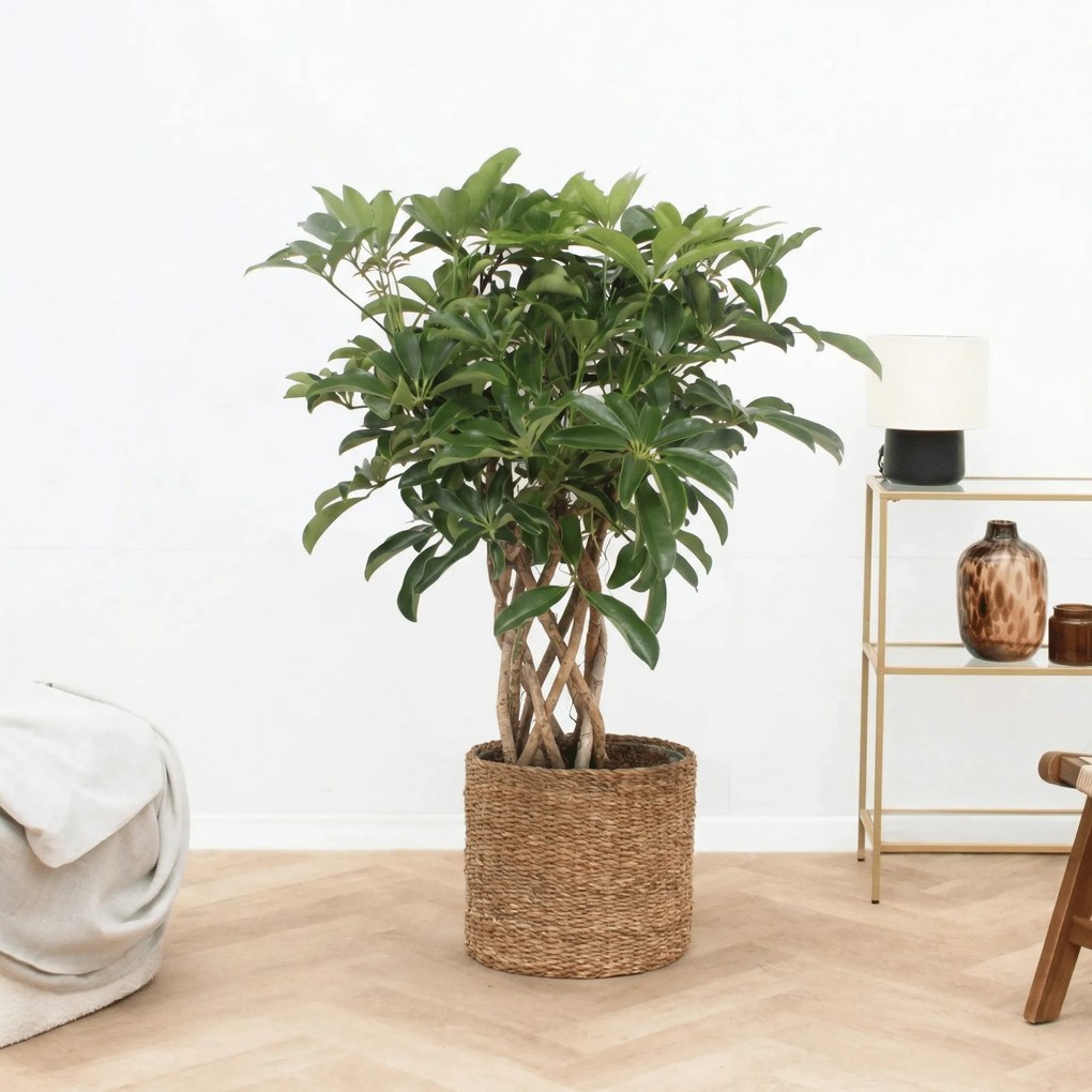 Schefflera Arboricola Compacta gevlochten cilinder - 90cm
