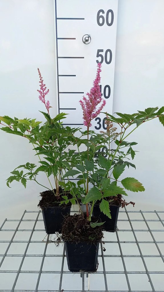 Astilbe 'Europa' - pot 9x9 cm -