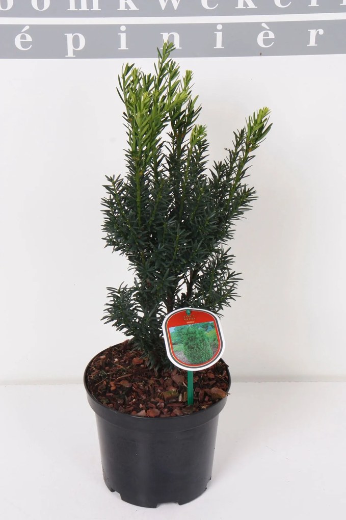 Taxus x media'Hillii'- pot - 30-40 cm