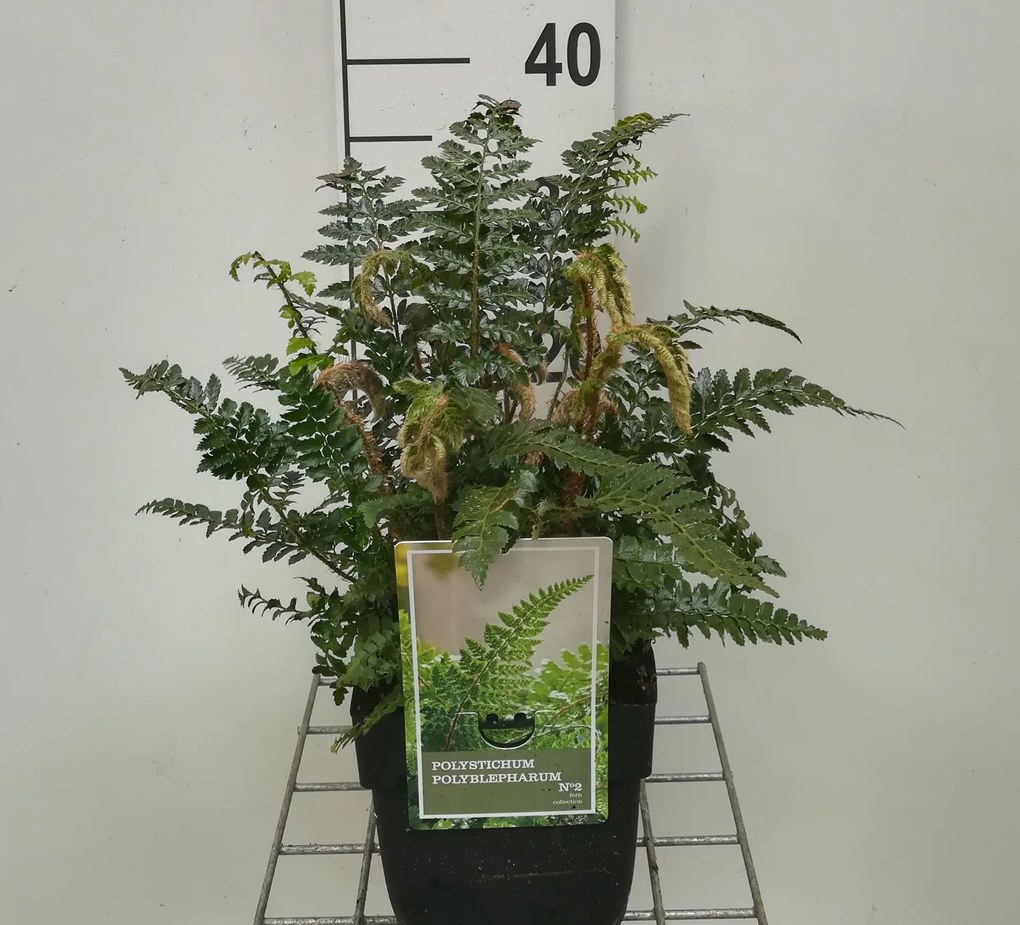 Polystichum polyblepharum - pot 2L