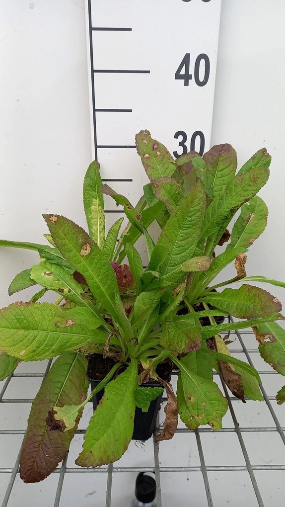 Dipsacus fullonum - pot 9x9 cm -