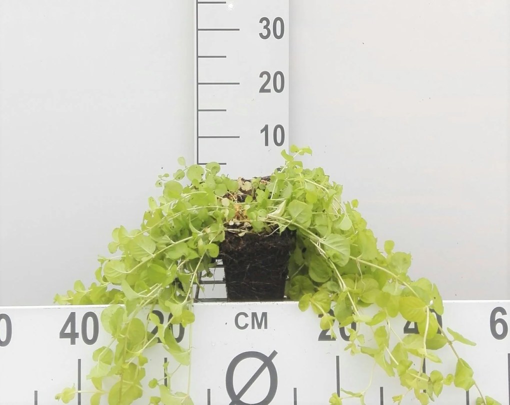 Lysimachia nummularia 'Aurea' - pot 9x9 cm -