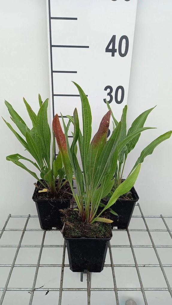Echinacea pallida 'Hula Dancer' - pot 9x9 cm -
