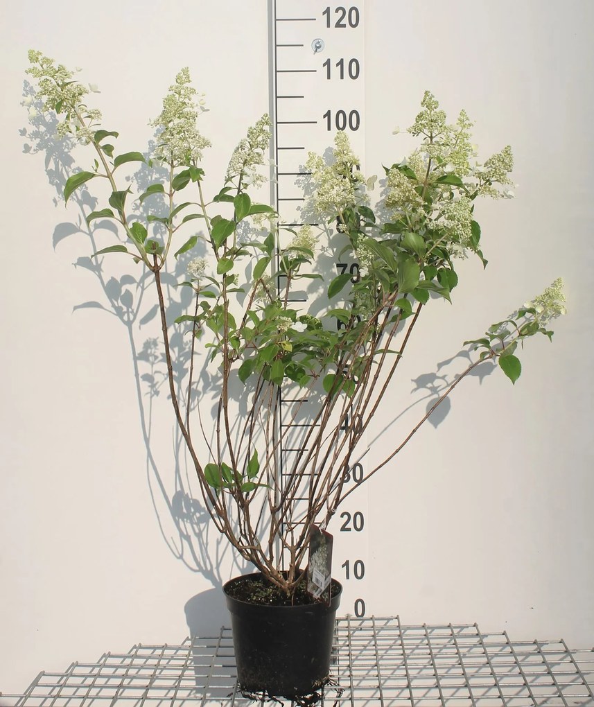 Hydrangea paniculata 'Kyushu' - pot - 40-50 cm -
