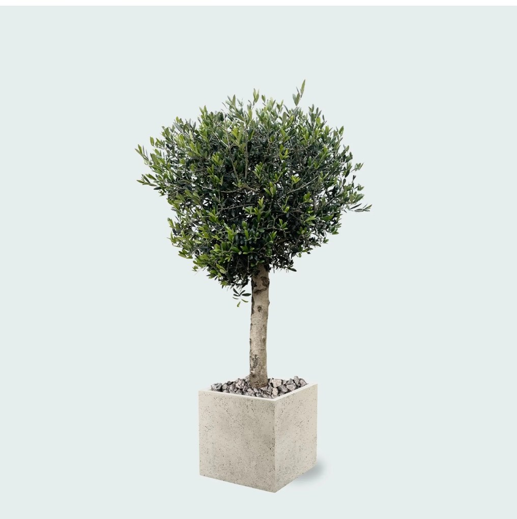 Combi deal - Olijfboom Olea Lorc  inclusief  Grigio Cube - 180 cm