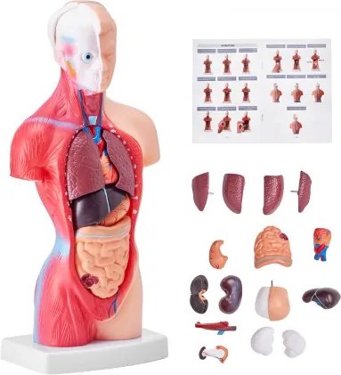 VEVOR Model van het menselijk lichaam, 15 delen 28 cm, Anatomisch model van de menselijke torso, Anatomisch skeletmodel met uitneembare organen, Educatieve leermiddelen voor studenten, Leermiddelen