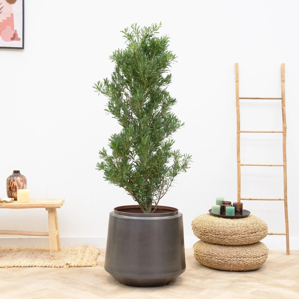 Podocarpus - 130cm