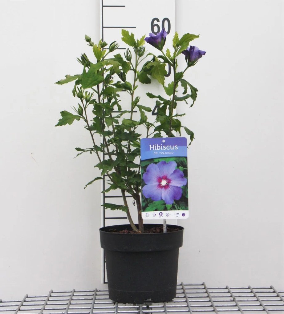 Hibiscus syriacus 'Oiseau Bleu' - Tuinhibiscus - pot 40-60 cm -