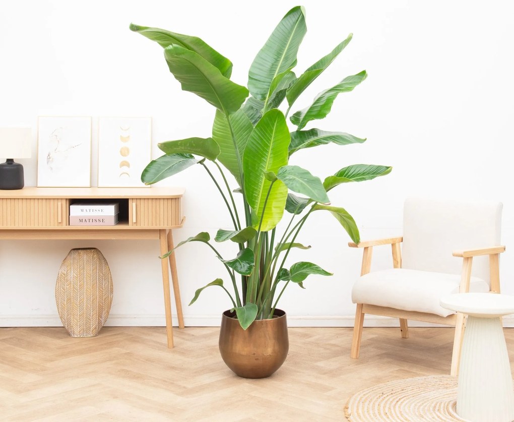 Strelitzia Nicolai - 200cm