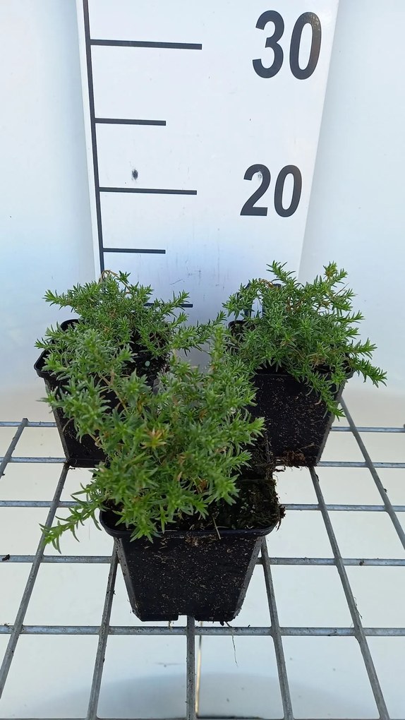 Phlox 'Lilac Cloud' - pot 9x9 cm -