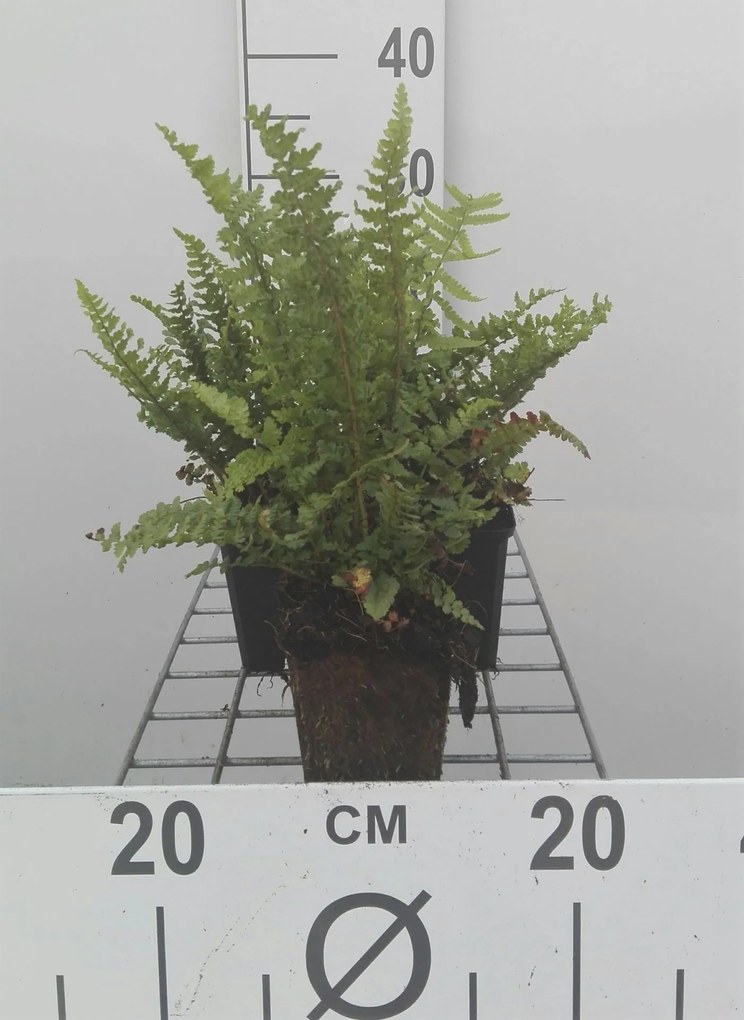 Dryopteris affinis 'Pinderi' - pot 9x9 cm -