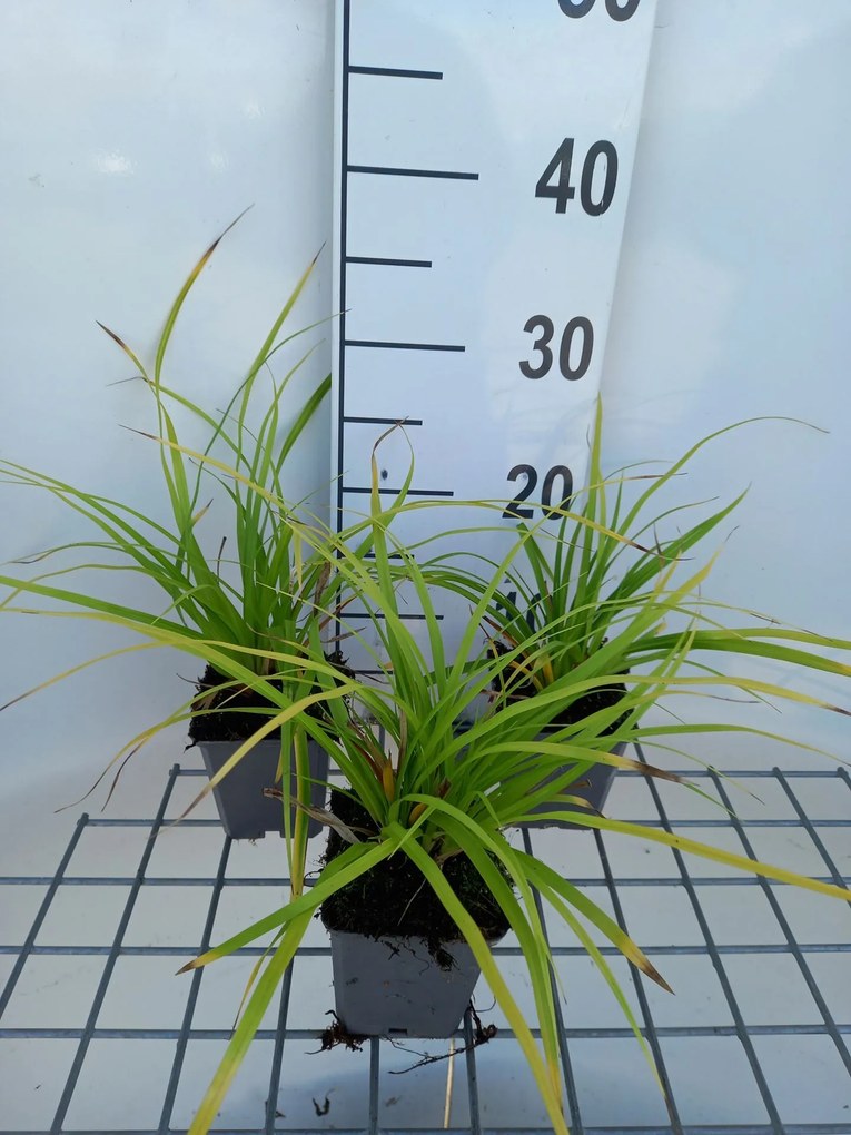 Carex morrowii - pot 9x9 cm