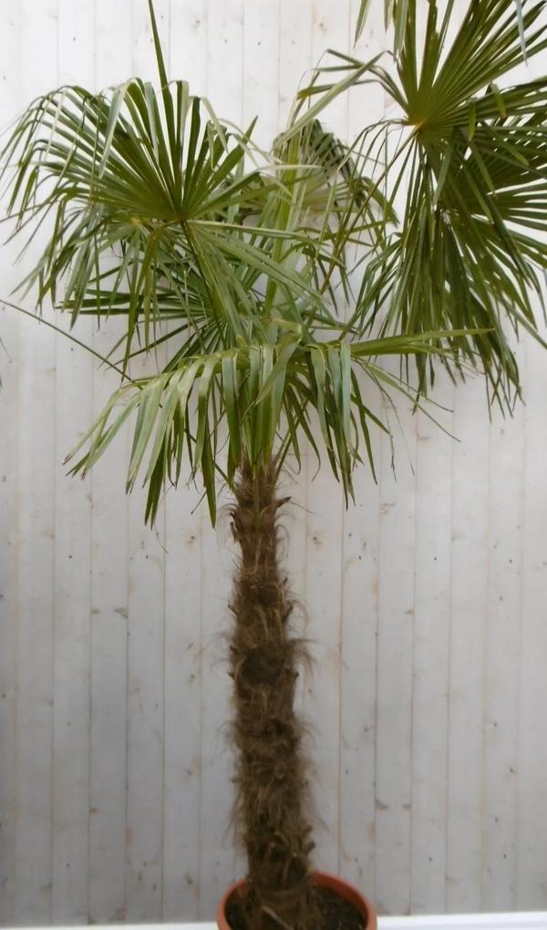 Winterharde Palmboom stamhoogte 100 cm en hoogte 225 cm Warentuin Natuurlijk
