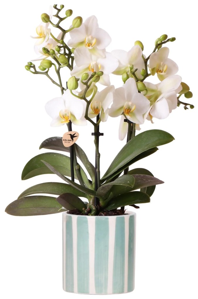 Orchidee (Phalaenopsis) inclusief pot 'Painted Stripe'