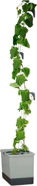 Gusta Garden CURT CUCUMBER - komkommerplanter met waterreservoir - lichtgrijs