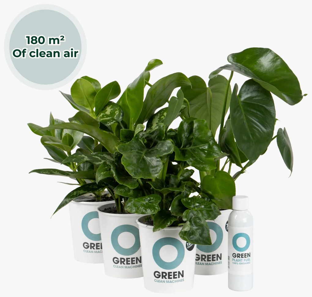 Ogreen Green Office