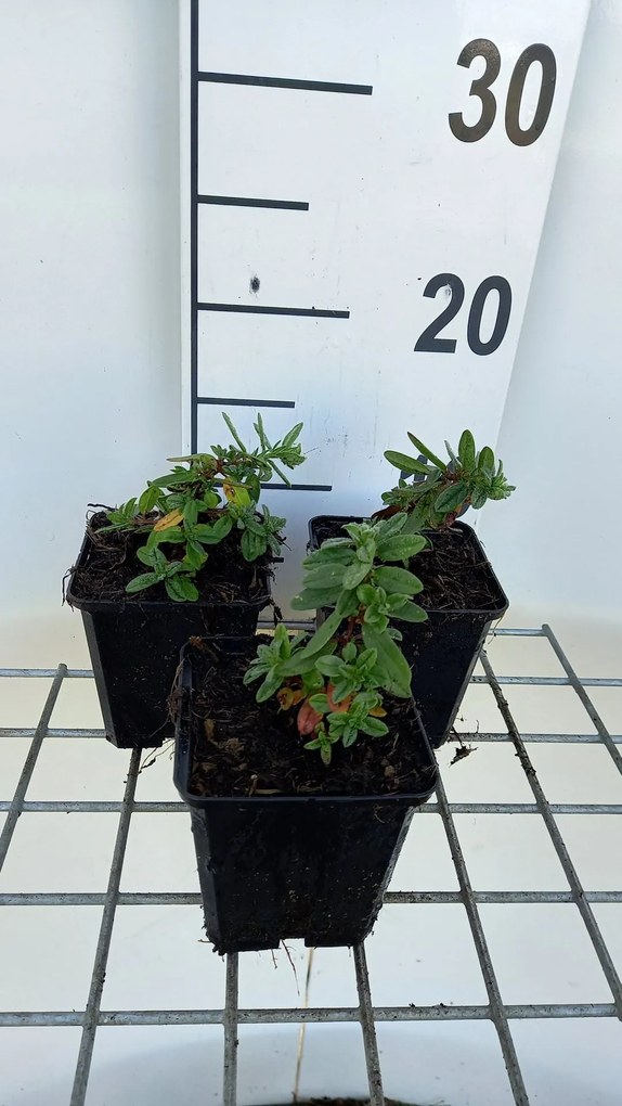 Helianthemum 'Elfenbeinglanz' - pot 9x9 cm