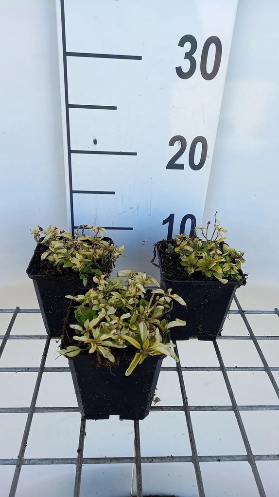 Origanum vulgare 'Aureum' - pot 9x9 cm (Marjolein 'Gele' / 'Aureum')