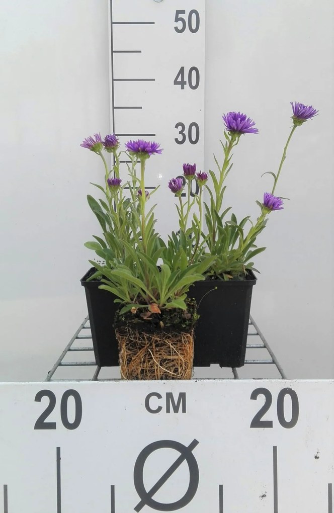 Aster alpinus 'Dunkle Schöne' - pot 9x9 cm -