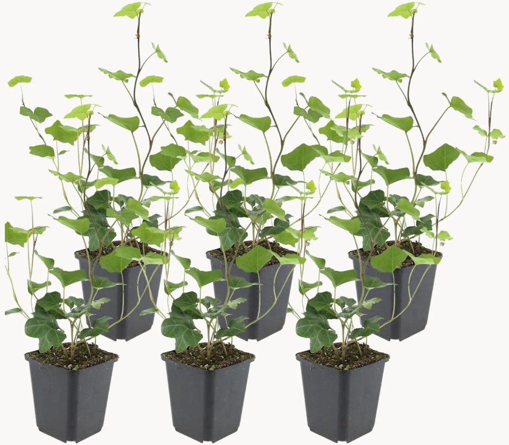 Planten Atlantic Ivy Hedera Hibernica, 6-delig