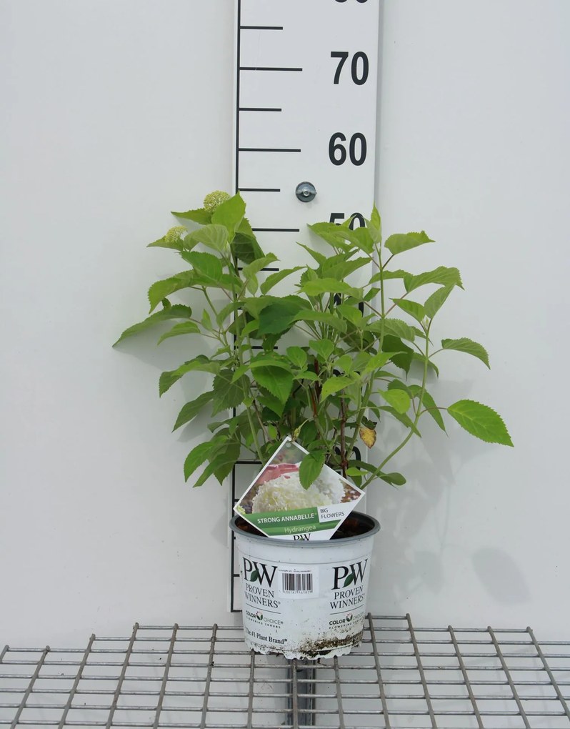 Hydrangea arborescens 'Abetwo' (Incrediball, Strong Annabelle) - pot 3L -