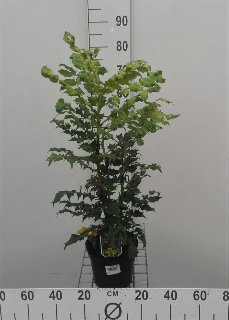 Mahonia japonica - pot - 30-50 cm