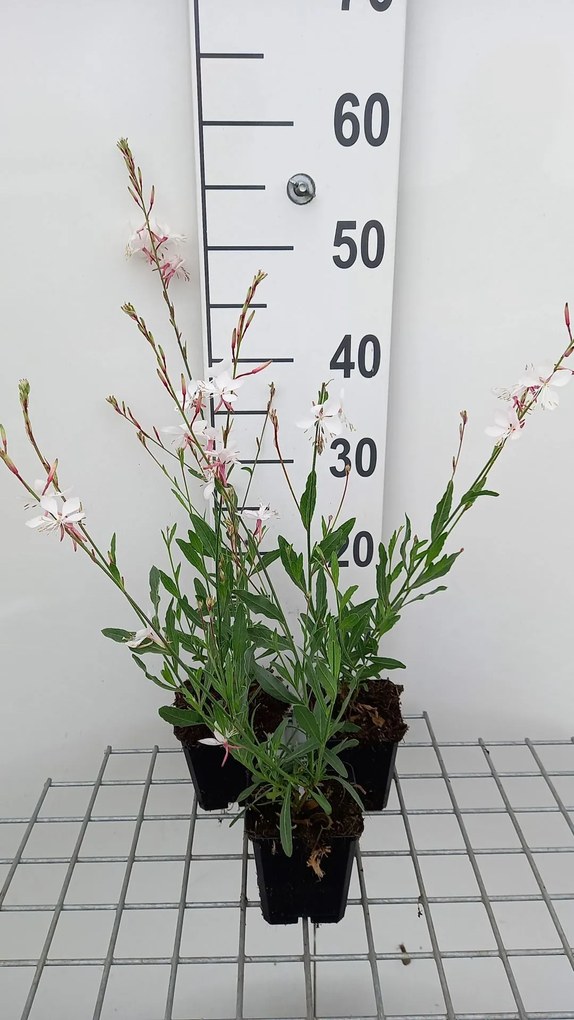 Gaura lindheimeri 'Short Form' - pot 9x9 cm -