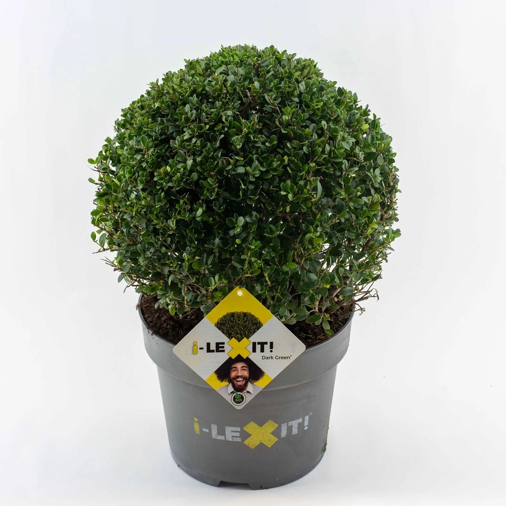 Ilex crenata 'Icoprins11' (Dark Green) - pot 10L - bolvorm diameter 35+ cm