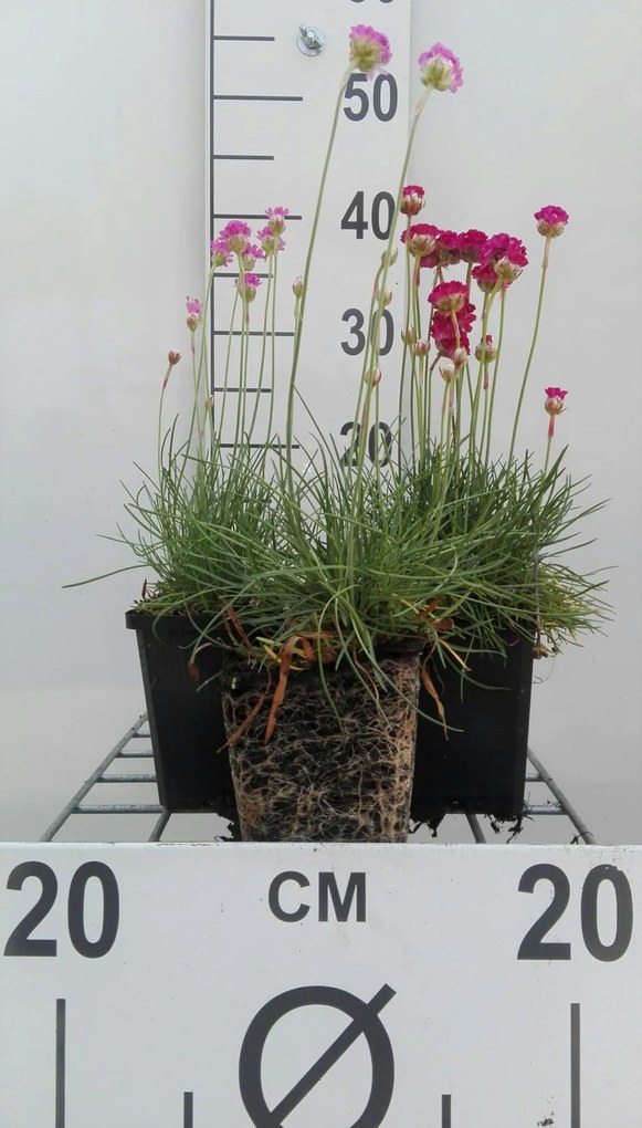 Armeria maritima 'Splendens Perfecta' - pot 9x9 cm