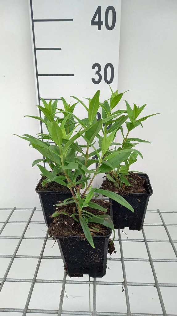 Penstemon 'Purple Passion' - pot 9x9 cm