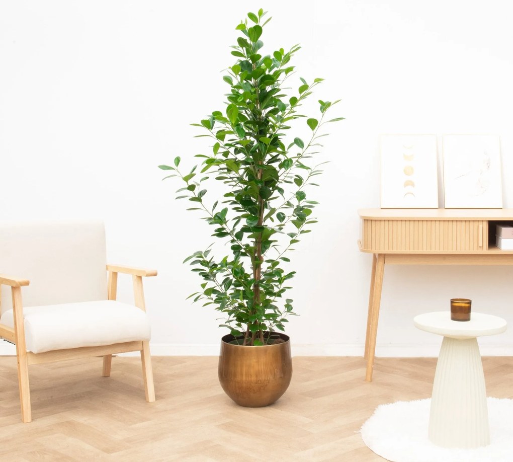 Ficus Microcarpa moclame struik - 160cm