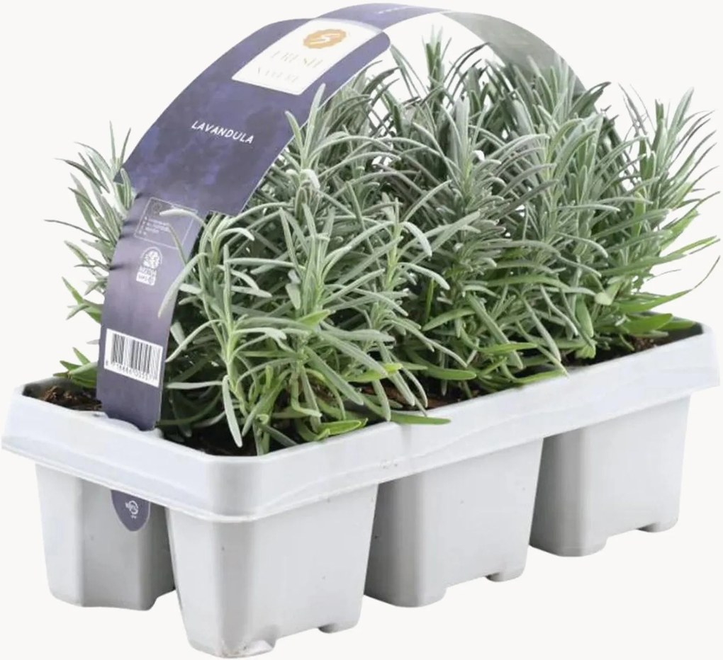 Planten Blue Lavender Lavandula angustifolia, 6-delig