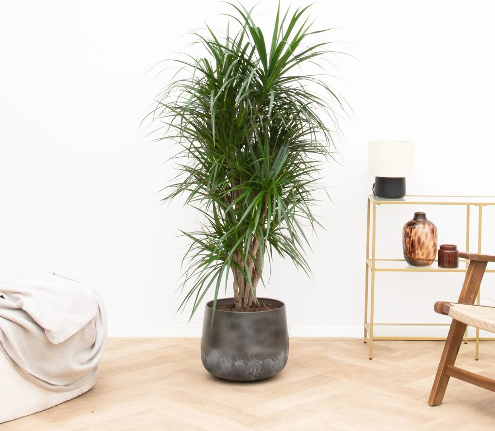 Dracaena Anita Variegata - 140cm