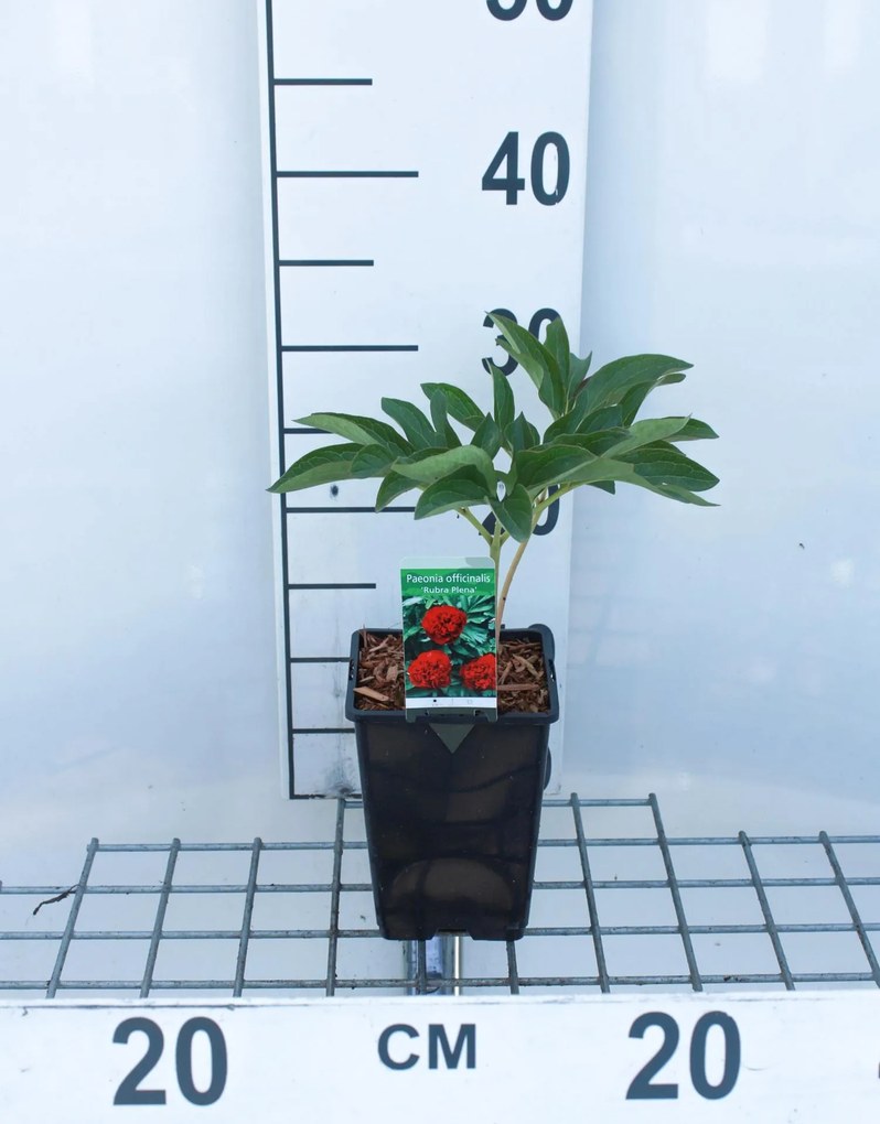 Paeonia officinalis 'Rosea Plena' - pot 1L
