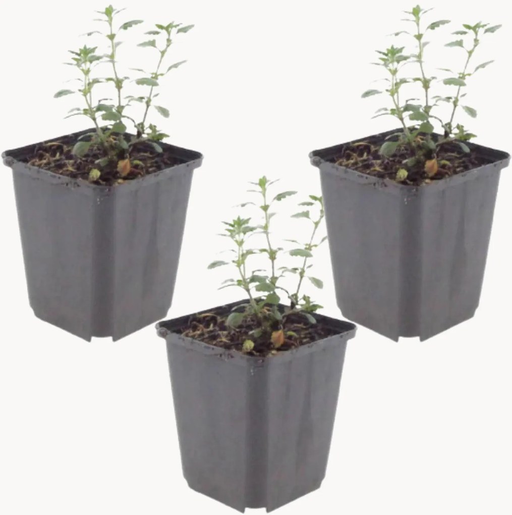 Planten Germander Teucrium Lucidrys, 3-delig