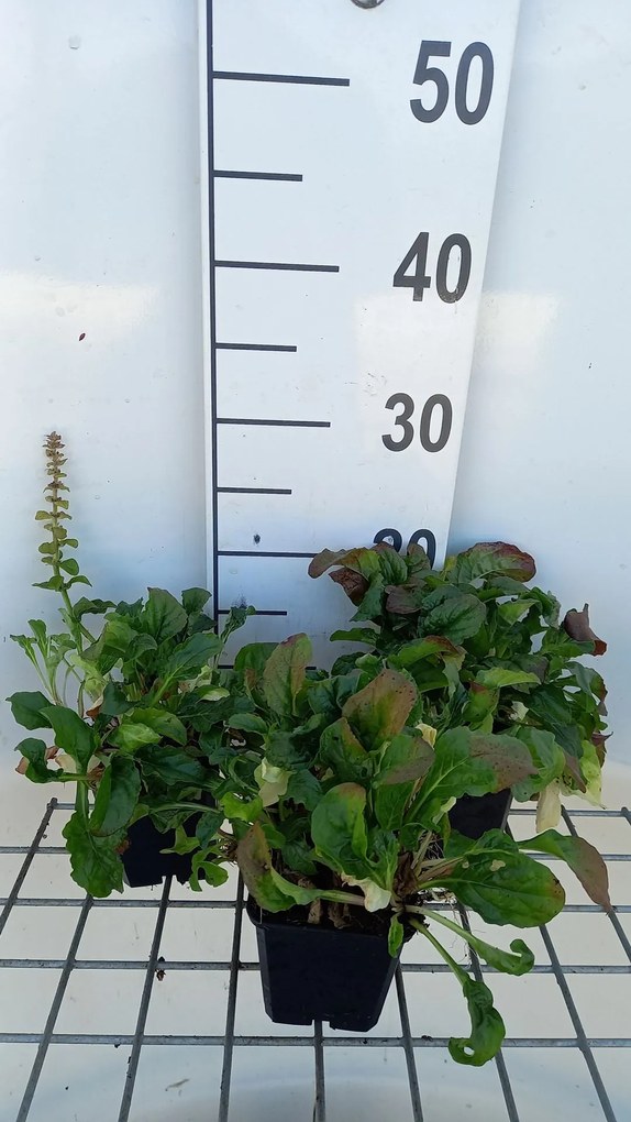 Ajuga reptans 'Rosea' - pot 9x9 cm -