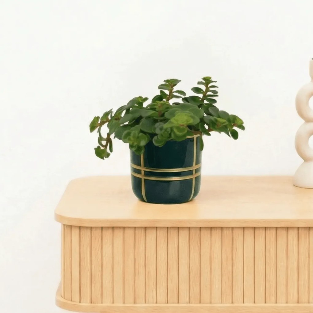 Bambino Sedum Tornado - 10cm