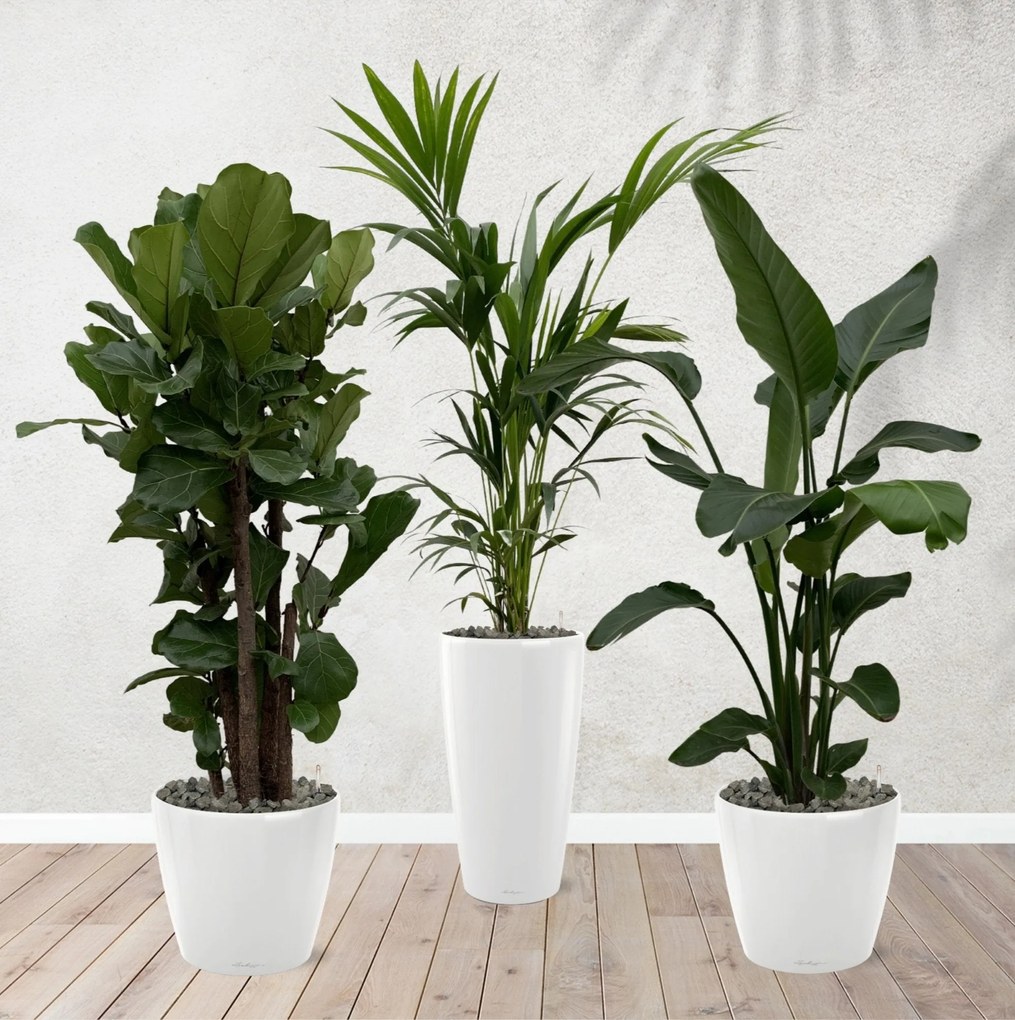 Combi deal - Ficus Lyrata vertakt 160 cm - Kentia palm 170 cm - Strelitzia Nicolai 170 cm inclusief zelfwaterende potten