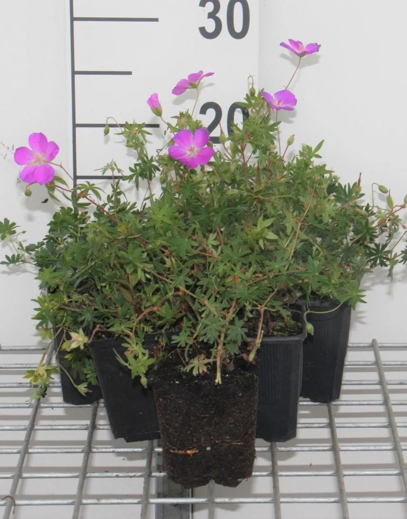 Geranium sanguineum - pot 9x9 cm -